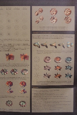 Click here for a bigger version of 'C46D7595.JPG'