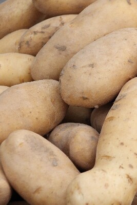 Click here for a bigger version of 'SYNOPHOTO_THUMB_XL.jpg'