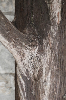Click here for a bigger version of 'C46D9949.JPG'