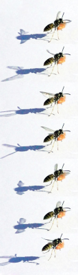 Click here for a bigger version of '730-wasp.jpg'