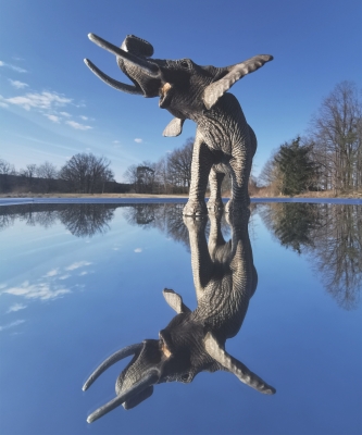 Click here for a bigger version of 'elephant-reflection.jpg'
