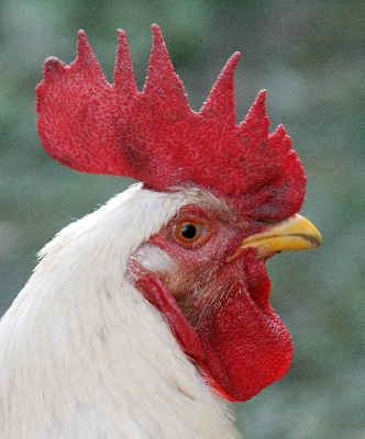 Click here for a bigger version of 'cock1.jpg'