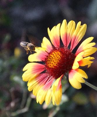 Click here for a bigger version of 'landing-bee.jpg'
