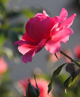 Click here for a bigger version of 'rose.jpg'