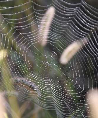 Click here for a bigger version of 'spider-net1.jpg'