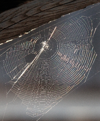 Click here for a bigger version of 'spider-net2.jpg'